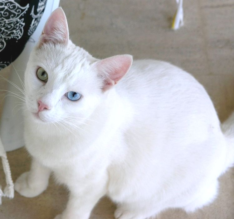 Cats For Sale Ni Cats For Sale Ni