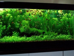 Comment choisir les plantes d'un aquarium d'eau douce ?