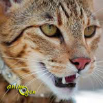 L'Ashera, un chat hybride vendu à prix d'or
