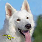 berger-blanc-suisse-chiens-races-caractère-entretien-éducation-comportement-origines-animal-animaux-compagnie-animogen-00