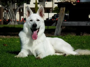 Le Berger blanc suisse, une race sauvée par des passionnés