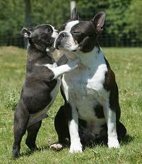 Le Boston terrier, un chien de combat à la reconversion réussie