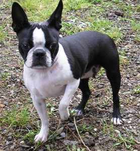Le Boston terrier, un chien de combat à la reconversion réussie