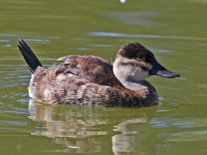 L'Erismature rousse, un canard "schtroumpfement" envahissant (Oxyura jamaicensis)