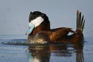 L'Erismature rousse, un canard "schtroumpfement" envahissant (Oxyura jamaicensis)