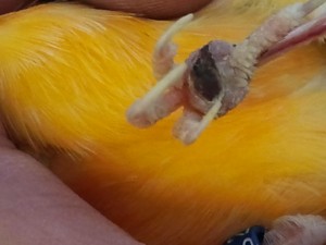 Santé : comment reconnaître les symptômes de maladie d'un canari ?