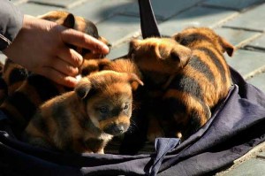 Le Wuxi China Bengal, chien au pelage tigré ?