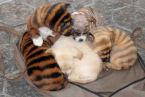 Le Wuxi China Bengal, chien au pelage tigré ?