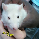 Santé : la conjonctivite chez nos rats de compagnie (causes, symptômes, traitement)