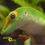Les exigences des geckos diurnes du genre Phelsuma : maintien et alimentation