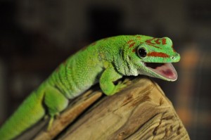 Les exigences des geckos diurnes du genre Phelsuma : maintien et alimentation