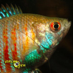 Le Gourami nain, ou Colisa lalia, un hôte apprécié des aquariums d'eau douce