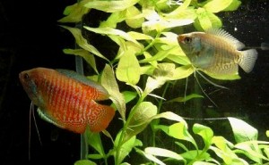 Le Gourami nain, ou Colisa lalia, un hôte apprécié des aquariums d'eau douce