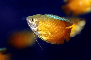 Le Gourami nain, ou Colisa lalia, un hôte apprécié des aquariums d'eau douce