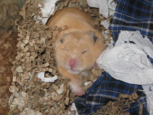 Les principaux problèmes de santé et maladies des hamsters