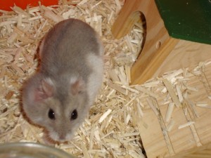 Les principaux problèmes de santé et maladies des hamsters