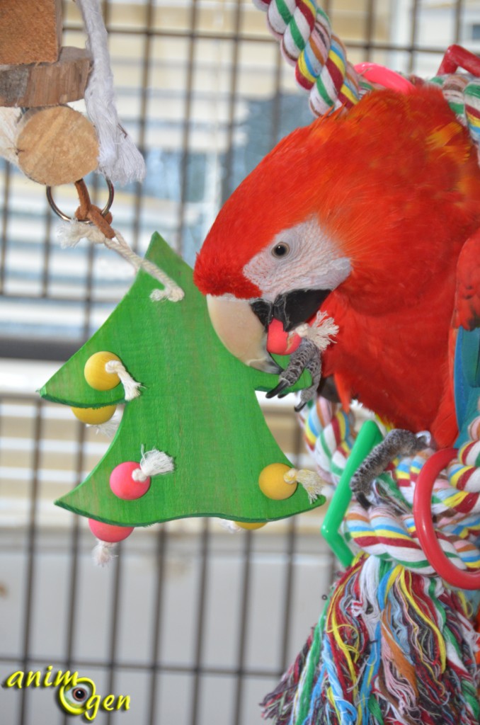 Jouet pour perroquet à fabriquer : un sapin de bois décoré à fourrager pour Noël