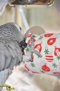 Jouet détourné pour perroquet, rongeur et lapin : le rouleau de papier de Noël