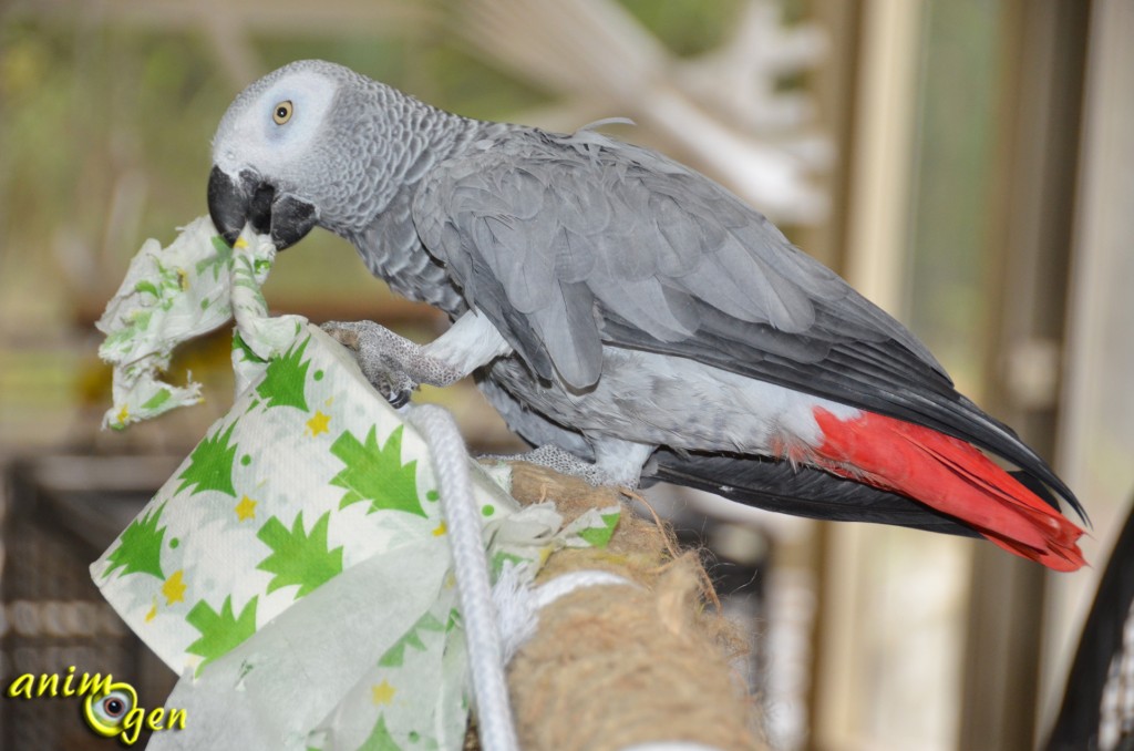 Jouet détourné pour perroquet, rongeur et lapin : le rouleau de papier toilette de Noël