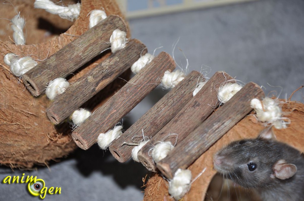 Jeux et cabanes pour rongeurs : noix de coco avec ponts suspendus (Europet Bernina)