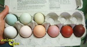 La coloration des oeufs de poule, pur hasard ou fruit d'une facétieuse génétique ?