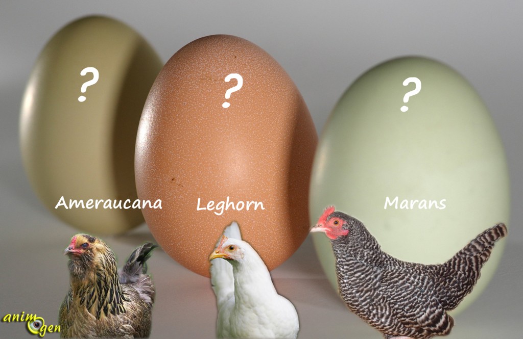 La coloration des oeufs de poule, pur hasard ou fruit d'une facétieuse génétique ?