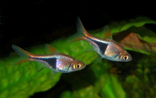 Le Rasbora arlequin, poisson arlequin, Rasbora heteromorpha (aquariophilie d'eau douce)