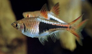 Le Rasbora arlequin, poisson arlequin, Rasbora heteromorpha (aquariophilie d'eau douce)