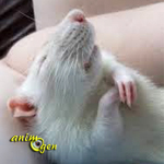Comportement : les rats rêvent-ils ?