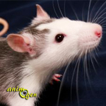 L'adoption d'un rat : âge idéal et choix de la cage