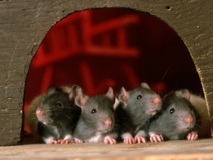 L'adoption d'un rat : âge idéal et choix de la cage