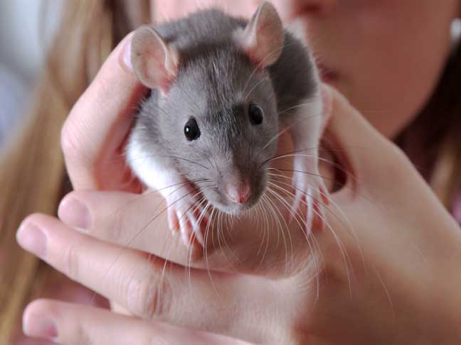 L'adoption d'un rat : âge idéal et choix de la cage