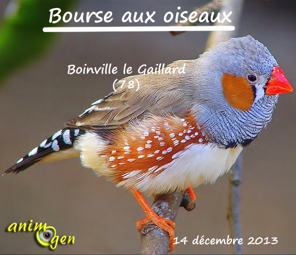 Bourse aux oiseaux à Boinville le Gaillard (78), le samedi 14 décembre 2013