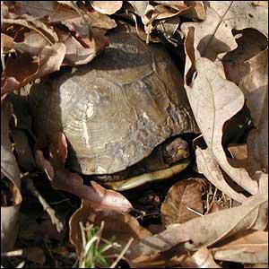 L'hibernation, ou hivernage, est-il une nécessité pour les tortues de terre ?
