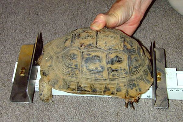 L'hibernation, ou hivernage, est-il une nécessité pour les tortues de terre ?