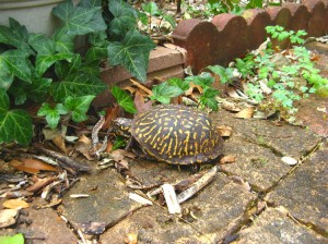 L'hibernation, ou hivernage, est-il une nécessité pour les tortues de terre ?