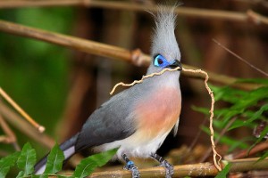 Pourquoi certains animaux ont-ils un ventre pâle ?