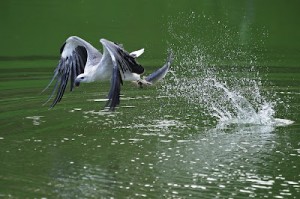 Pourquoi certains animaux ont-ils un ventre pâle ?