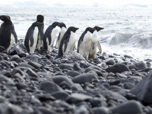 Pourquoi certains animaux ont-ils un ventre pâle ?