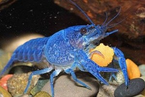 Crabes, crevettes et écrevisses : des crustacés en aquarium d'eau douce, une passion méconnue 