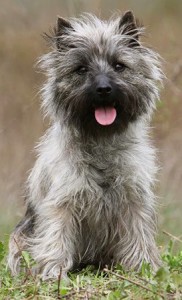 Le Cairn Terrier, un petit chien caméléon 