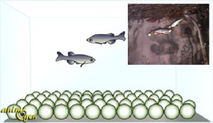 Reproduction : comment faire se reproduire des Danios rerios ?