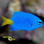 La demoiselle bleue à queue jaune (Chrysiptera parasema), un petit poisson haut en couleurs