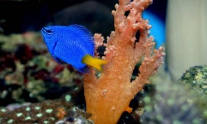 La demoiselle bleue à queue jaune (Chrysiptera parasema), un petit poisson haut en couleurs