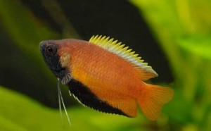 Le Gourami miel, Colisa sota ou Colisa chuna (Trichogaster chuna)