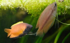 Le Gourami miel, Colisa sota ou Colisa chuna (Trichogaster chuna)