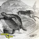 Lapin contre tortue en Chine, ou pourquoi Jean de La Fontaine avait raison