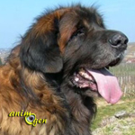 Le Leonberg, chien aimant et doux géant