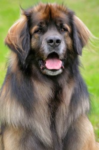 Le Leonberg, chien aimant et doux géant