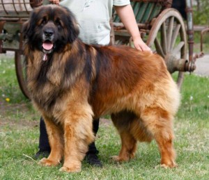 Le Leonberg, chien aimant et doux géant